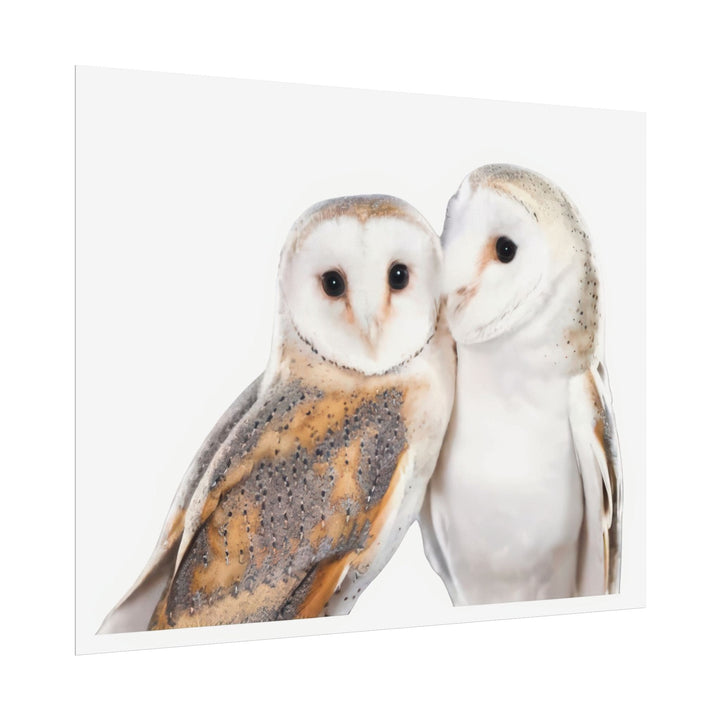 Wall Decor Giclee Print Two White Owls - Poster